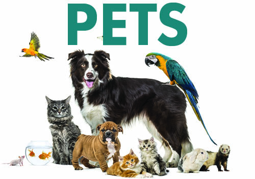 Pets