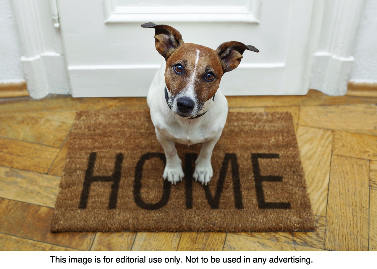 Prevent Pets From Wandering